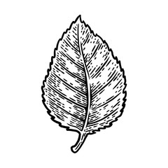 Vintage retro birch leaf isolated vector illustration on a white background. Design element.