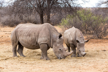 White rhinoceros mother with her offspring eating grass, Namibia, Africa