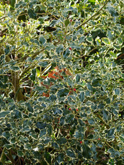 (Ilex aquifolium argentea marginata) Immergrün dornige Stechpalmenblätter mit gelb blattrand und...