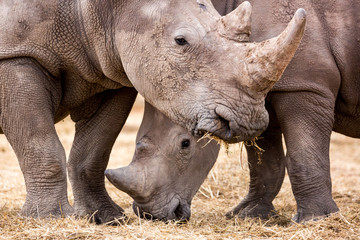 Obraz premium Close up of two white rhinoceros eating grass, Namibia, Africa