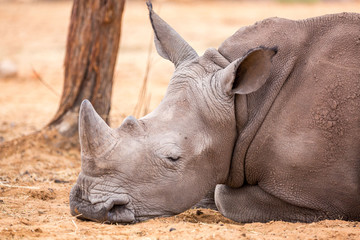 Close up of a sleeping young white rhinoceros, Namibia, Africa