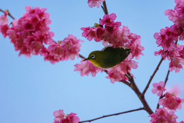 小笠原　ヒカンザクラの枝に止まるオガサワラメジロ