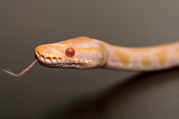 Phyton regius albine snake on black surface