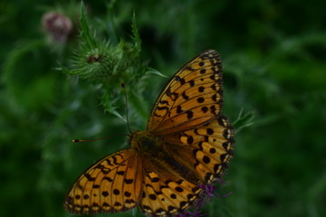 butterfly on a flower