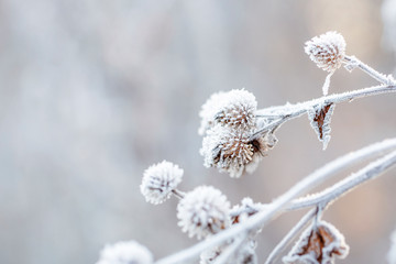 Detail Of A Frozen Shrub On A Frosty Winter Morning