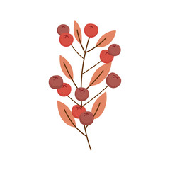 nature branch leaves berries on white background