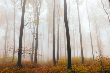 Wald im Nebel