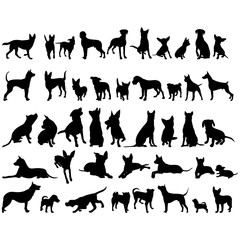 vector, on a white background, black silhouette of a dog standing, set