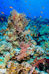 Obraz na płótnie Canvas Coral Reef at the Red Sea, Egypt