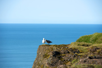 The Dyrholaey Peninsula in the south of Iceland. View of black sand beach near of the small town Vík. Iceland, Europe.