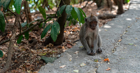 macaque (macaca fascicularis) is waiting for the opportunity to beg for food