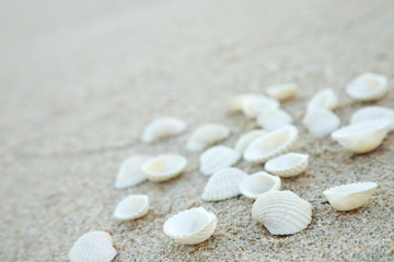 Fototapeta na wymiar Summer time concept with sea shells on the beach sand white background. free space for your decoration Top view.
