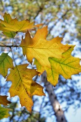 yellow maple leaves in autumn