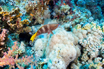 Coral Reef at the Red Sea, Egypt