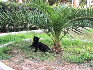 Palma, kot, Kos, Grecja, trawa, puma © majcza83