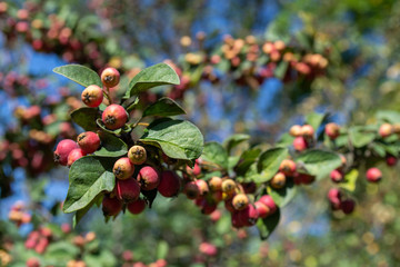 Bush with red berries in the forest close-up against the blue sky. Autumn forest on a bright Sunny day. Copy space