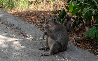 macaque (macaca fascicularis) stole food for unsuspecting tourists while in the forest