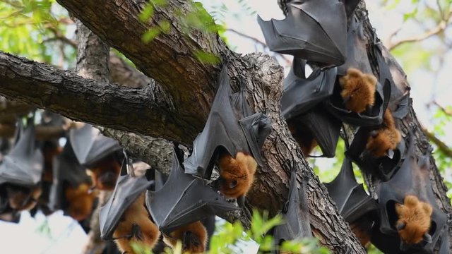 Lyle’s Flying Foxes, Pteropus lyleior, roosting during the day while they fan their bodies with their wings constantly to cool themselves as they rest, in slow motion.