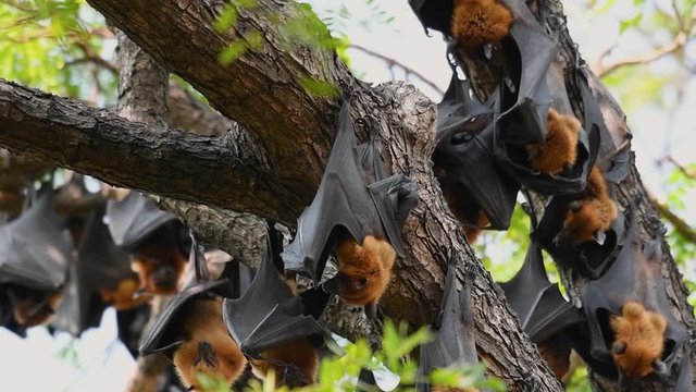 Fruit Bats, Pteropus lyleior, hanging on a tree fanning themselves with theirs wings during a hot day at Wat Nong Sida, Saraburi, Thailand.