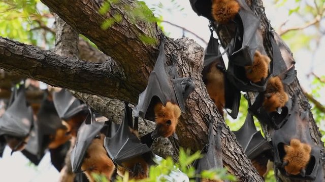 Lyle’s Flying Foxes, Pteropus lyleior, roosting during the day while they fan their bodies with their wings constantly to cool themselves as they rest.