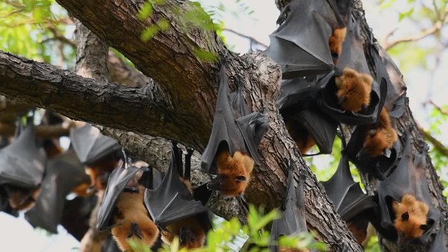 Lyle’s Flying Foxes, Pteropus lyleior, roosting during the day while they fan their bodies with their wings constantly to cool themselves as they rest, in slow motion.