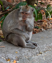macaque (macaca fascicularis) eating food bad tourists gave him