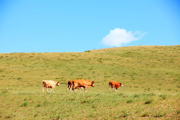 A herd of cattle are eating grass on the grassland