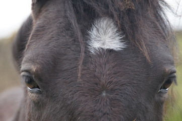 Zoom sur les yeux d'un cheval