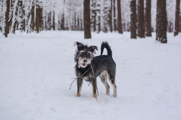 funny mix breed dog with snow on face