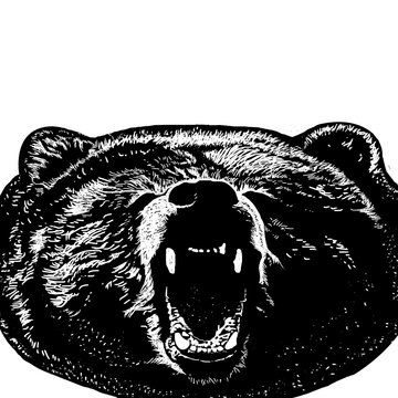 Bear art illustration