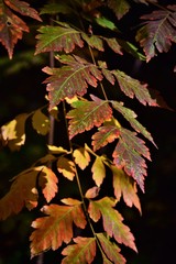 red autumn leaves