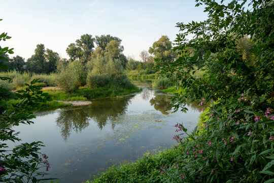 Gr&uuml;ne Donau Auen in der N&auml;he von Wien mit tollem Wetter