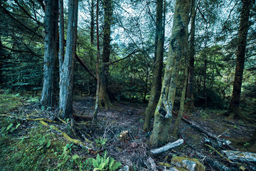 trees in the forest