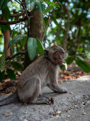 macaque (Macaca fascicularis) is looking at your stuff to steal