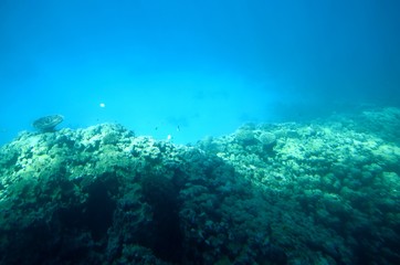 Fototapeta na wymiar Fonds sous-marins de la Mer Rouge ( Hurghada -Égypte)