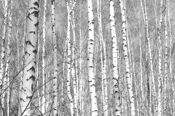 Black and white photo of black and white birches in birch grove with birch bark between other birches