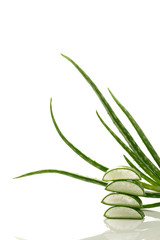 Aloe vera slices and aloe plant, closeup, isolated on white background.