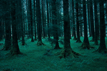 dark green trees in forest