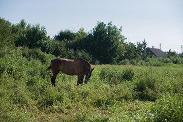 Naklejka na ściany i meble A beautiful, well-groomed horse on a farm. Ranch. Farmer. Cowboy.