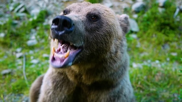 The bear warns of an attack on a person.