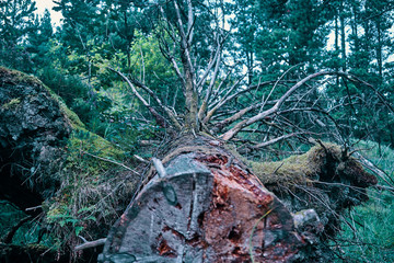 Fototapeta premium fallen tree in the forest