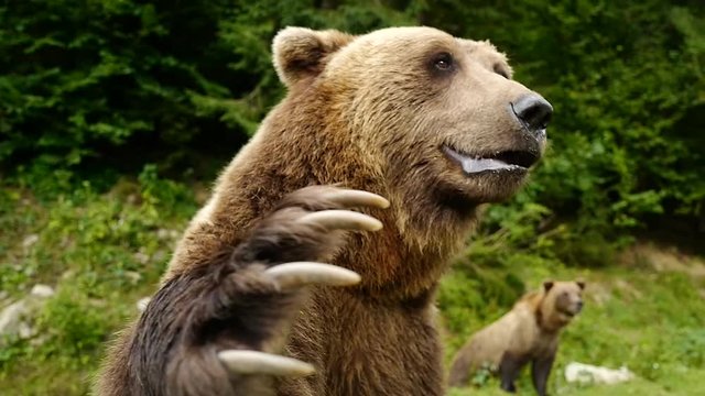 Bear waving paw on the background of the forest.