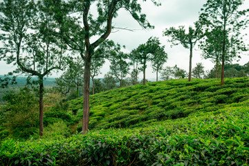 Fototapeta na wymiar lush organic green tea plantation on hills during monsoon season, tea is major resource of indian agriculture