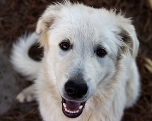 Fototapeta premium cucciolo di maremmano aspetta le coccole