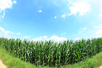 The corn in the field