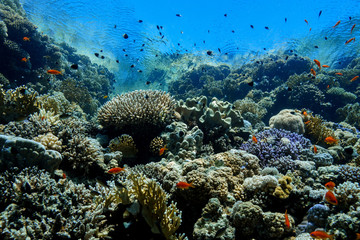 Coral Reef at the Red Sea, Egypt