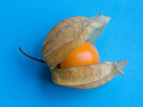 physalis berry on a blue background close-up