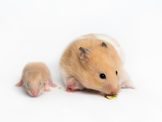 Hamster mom and hamster baby on a white background