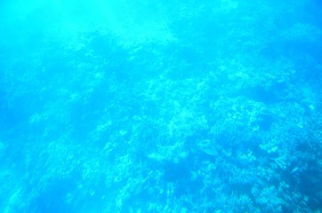 Fonds sous-marins de la Mer Rouge ( Hurghada -Égypte)