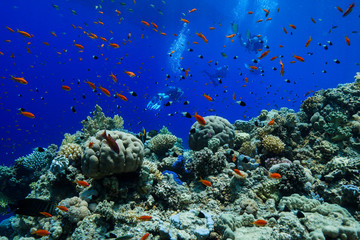 Coral Reef at the Red Sea, Egypt